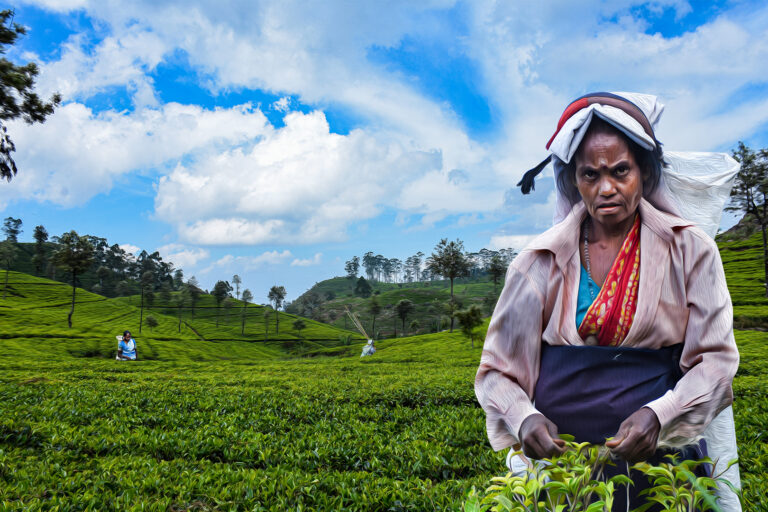 Shenal Silva - The-Tea-Plucker